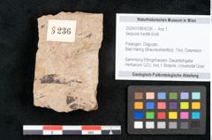 Foto (Objekt + Etikett) von Sequoia hardtii Endl. (NHMW-GEO-2024-0188-8236)